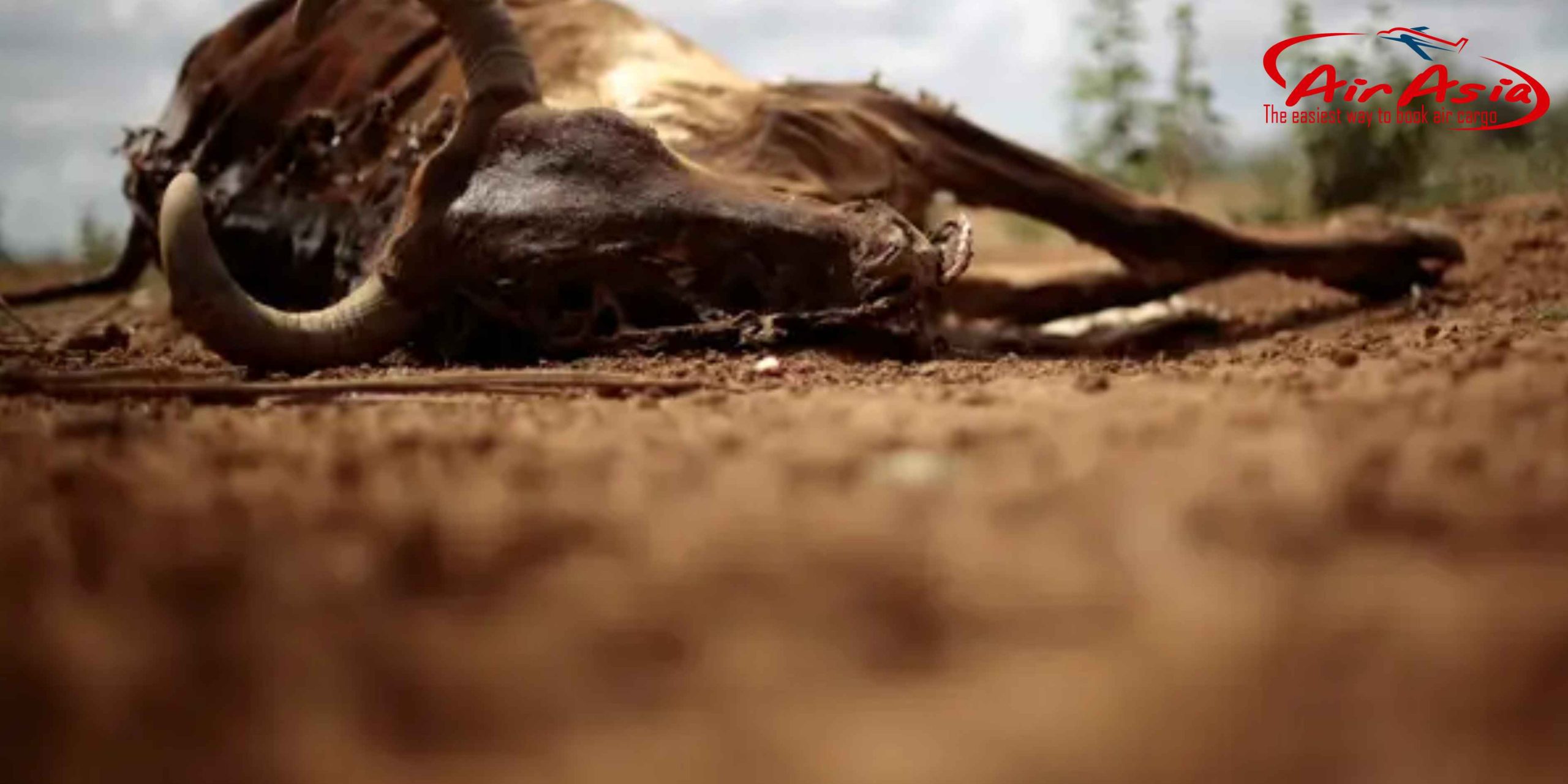 ✈️ Ảnh Hưởng Của Hàng Không Đến Hệ Sinh Thái Và Động Vật Hoang Dã